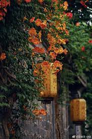 随手拍最美夏天