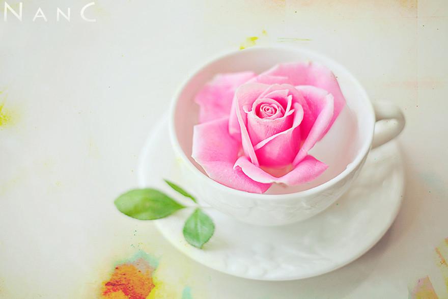 唯美清新花草摄影