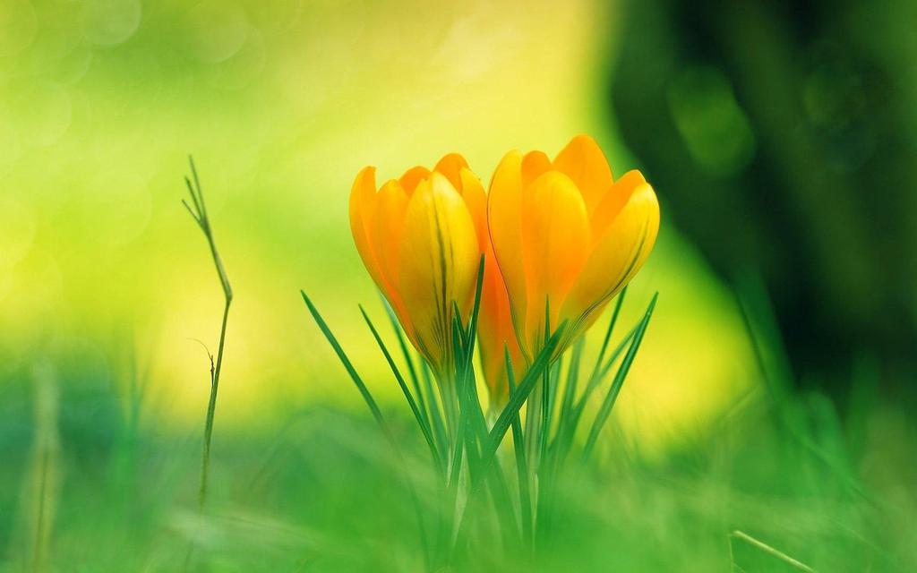 小清新花开朵朵