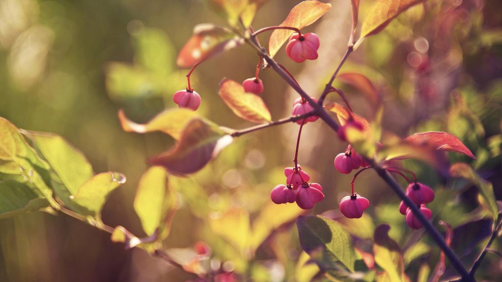 优美清新自然风景