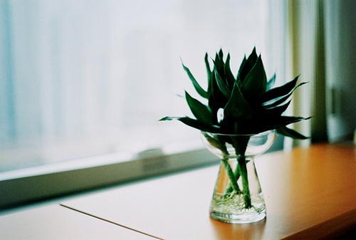 清新唯美的正能量