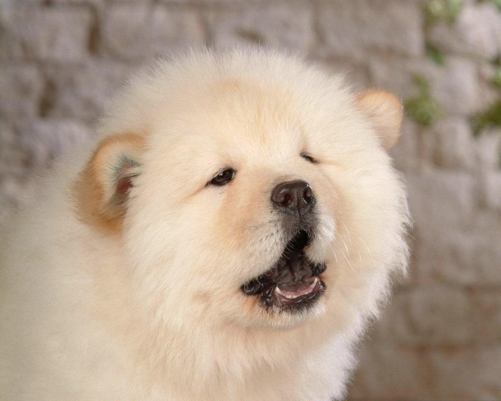 憨憨狗狗松狮犬