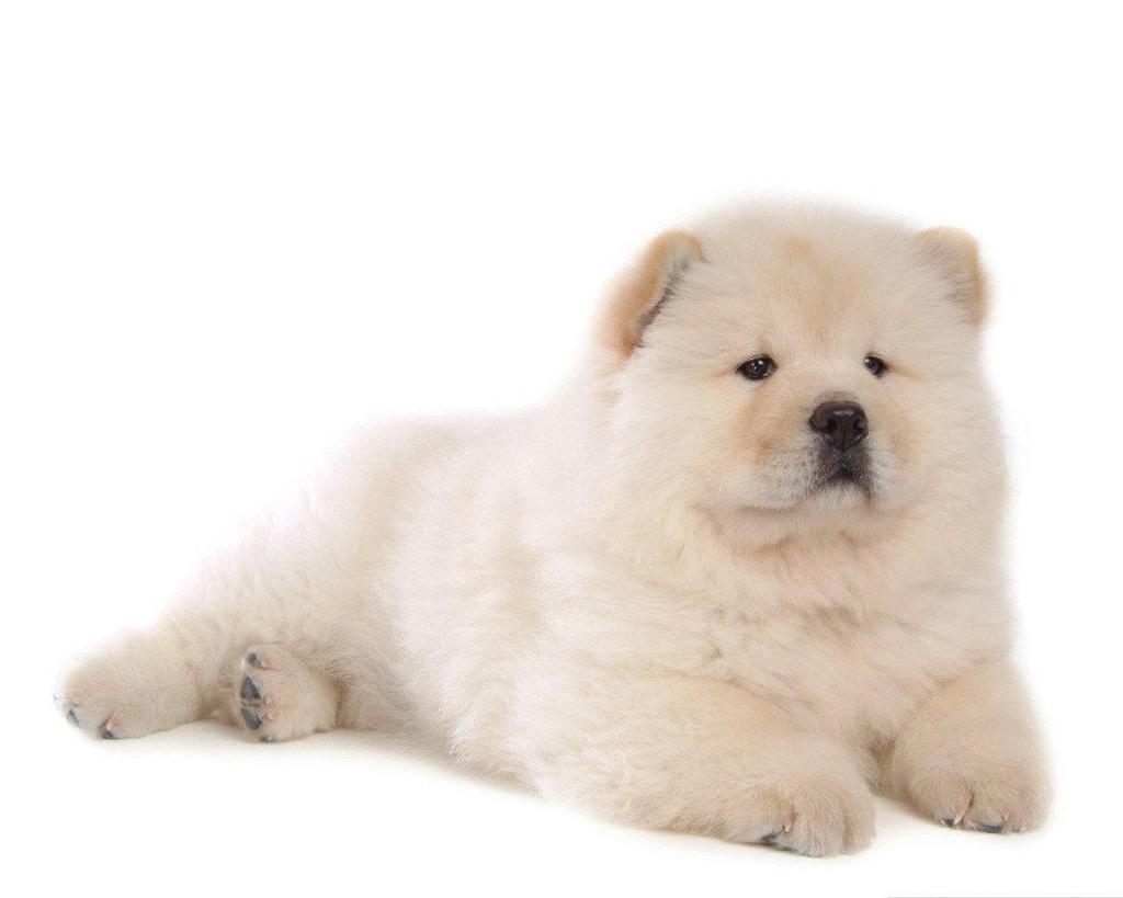 慵懒狗狗松狮犬