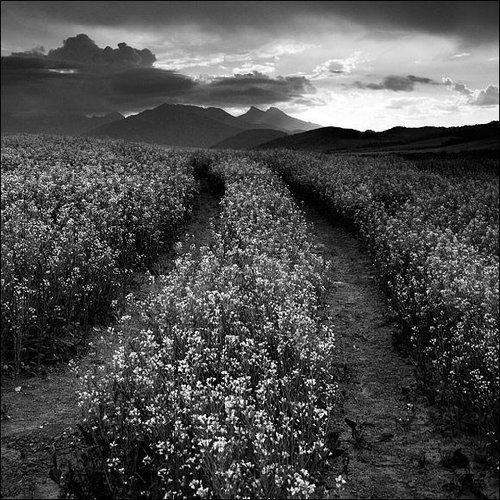 唯美的黑白摄影