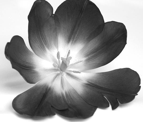 唯美花卉的黑白世界