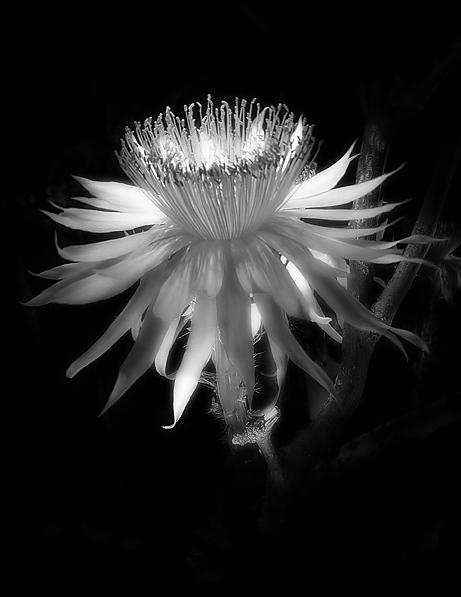 唯美花卉的黑白世界