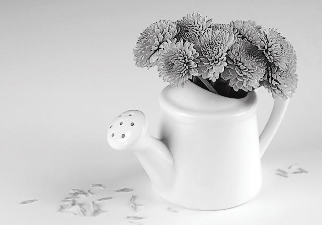 唯美花卉的黑白世界