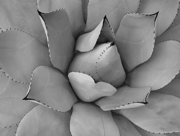 唯美花卉的黑白世界