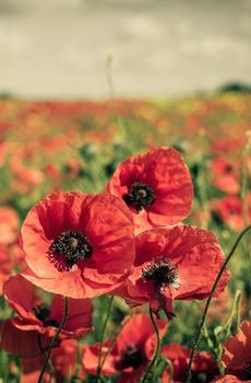 自然清新花卉-0