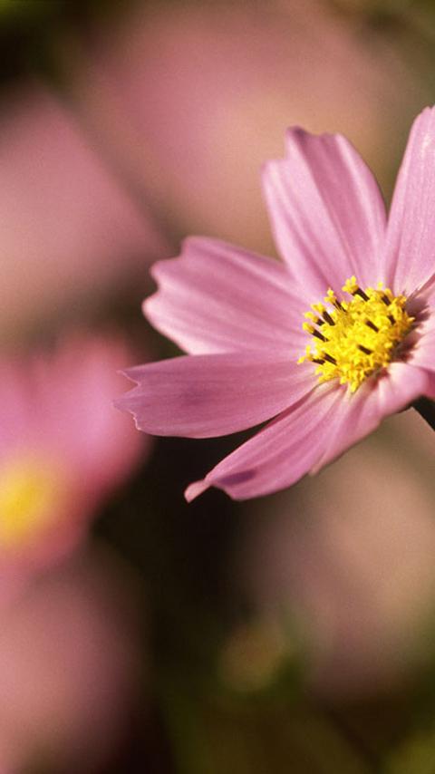 美丽的花儿在绽放
