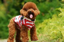 萌物可爱泰迪狗狗