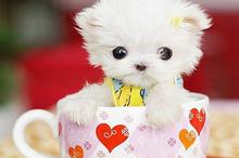 娇小可爱博美茶杯犬
