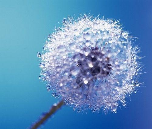 停不下来的爱蒲公英