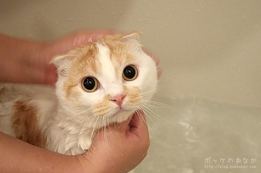 日本超人气小萌猫