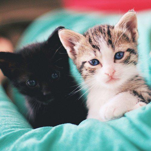 可爱单纯的小猫咪