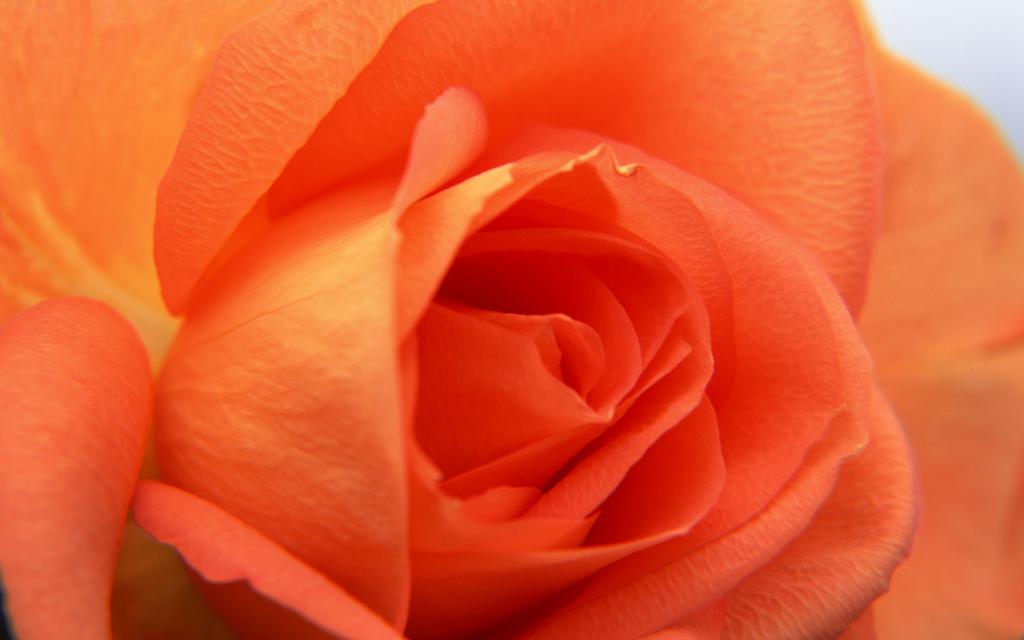 微距玫瑰花写真