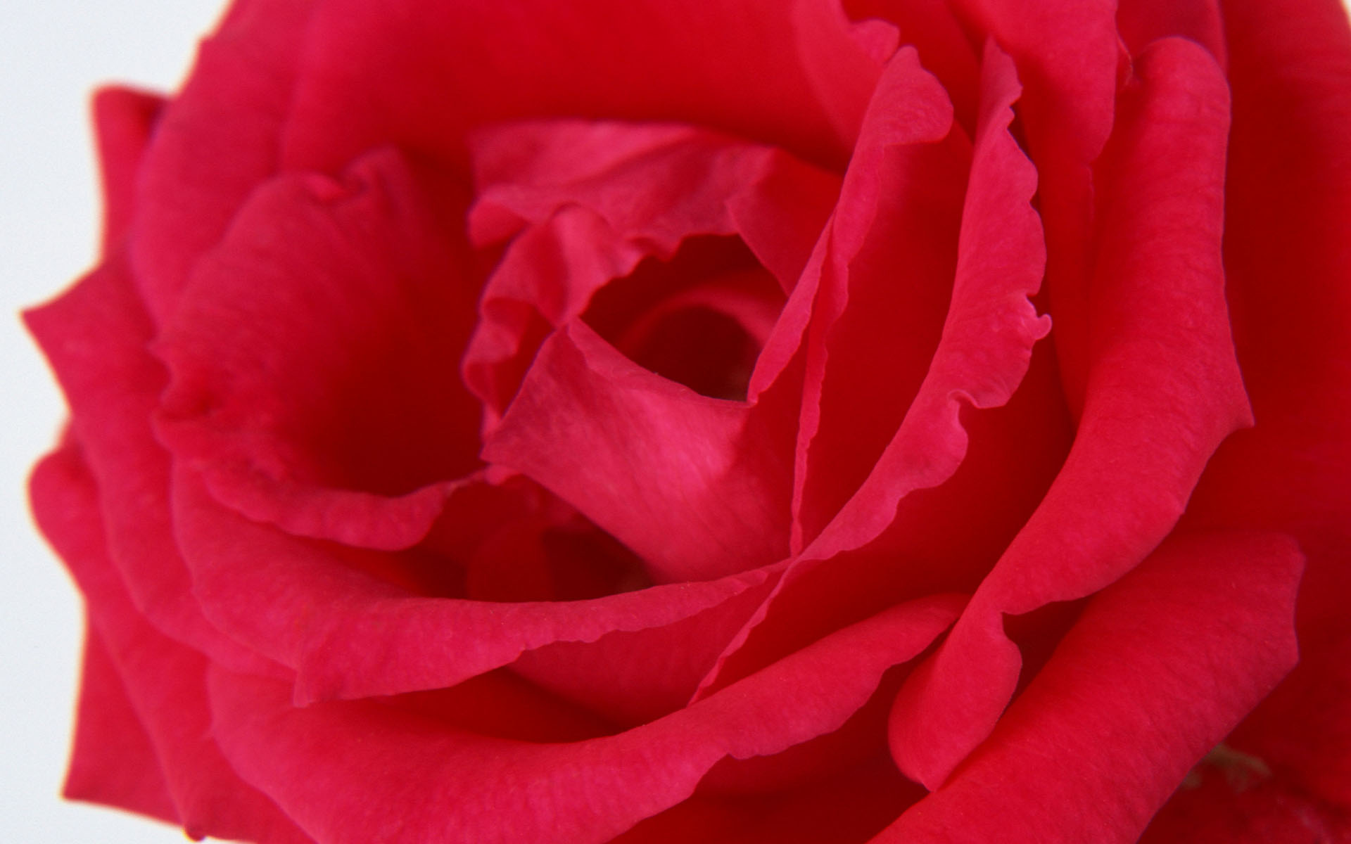 微距玫瑰花写真