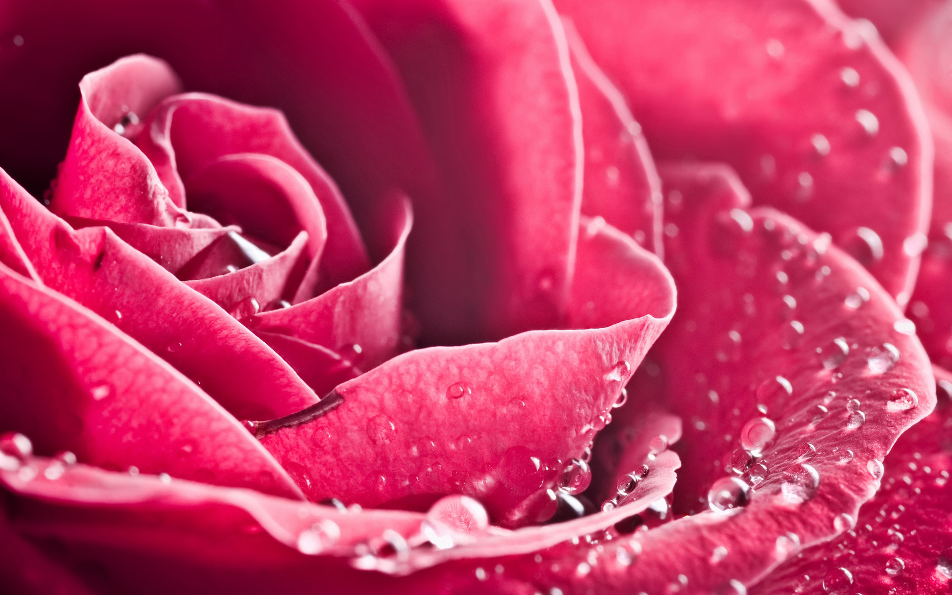 微距玫瑰花写真,玫瑰花,写真,花卉,高清壁纸,桌面图片-壁纸族