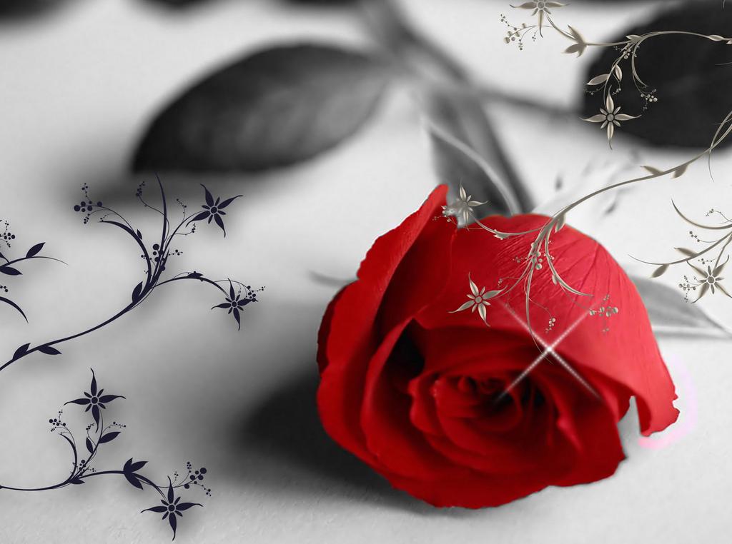 娇艳唯美的玫瑰花