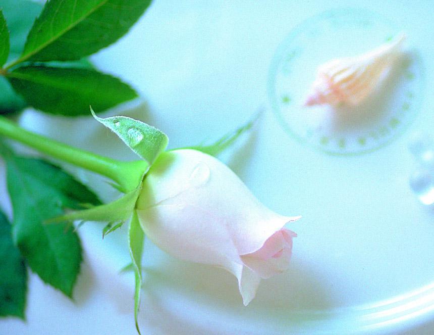 娇艳唯美的玫瑰花