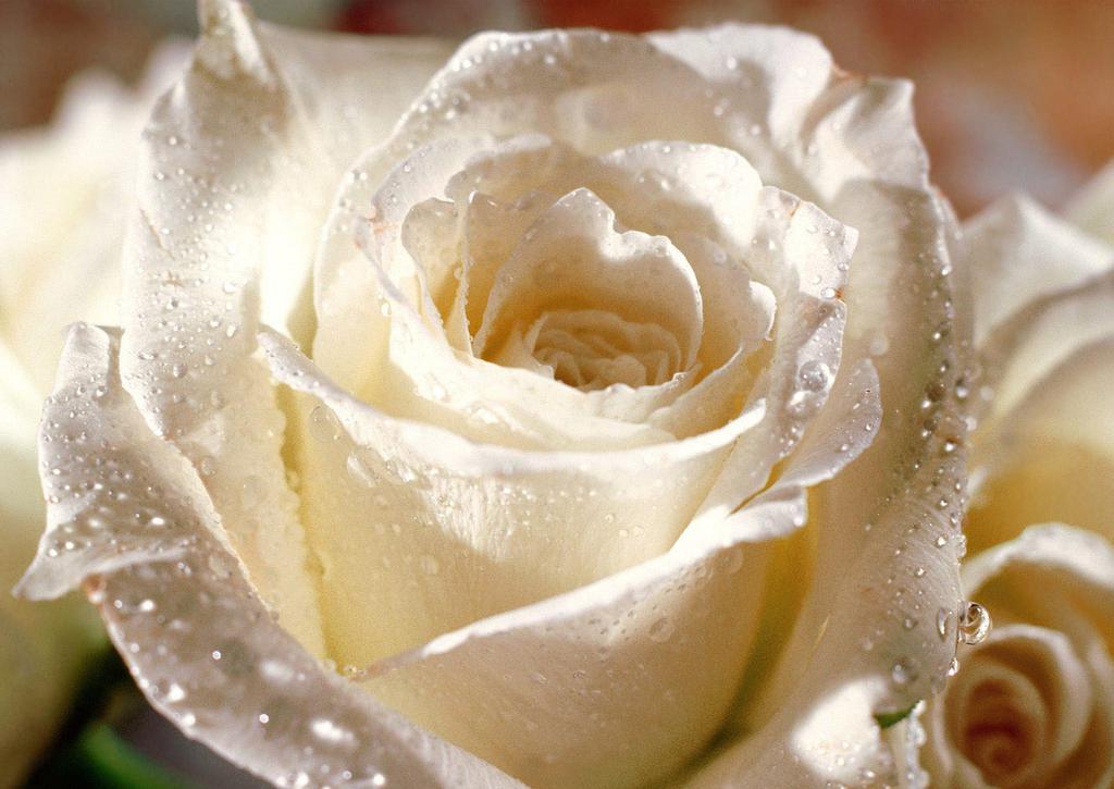 娇艳唯美的玫瑰花