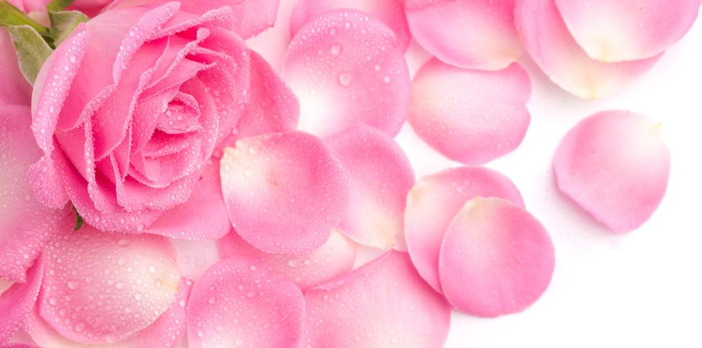 娇艳唯美的玫瑰花