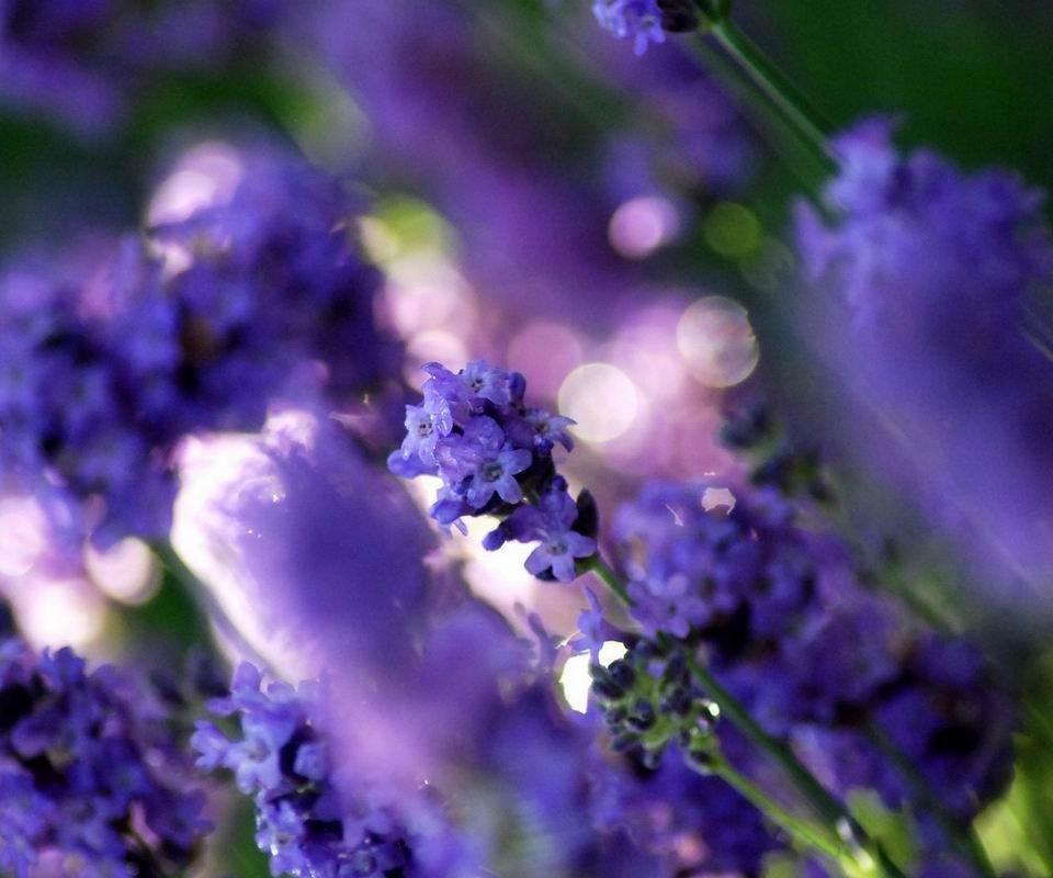 普罗旺斯薰衣草