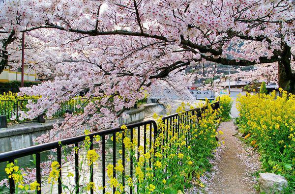 唯美浪漫樱花树