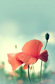 清新唯美花草-1