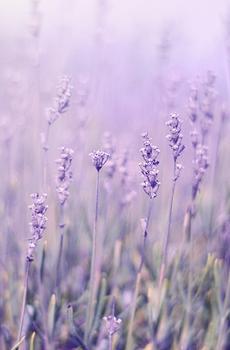 清新唯美花草-2