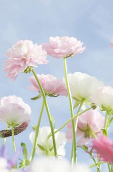 清新唯美花草-3