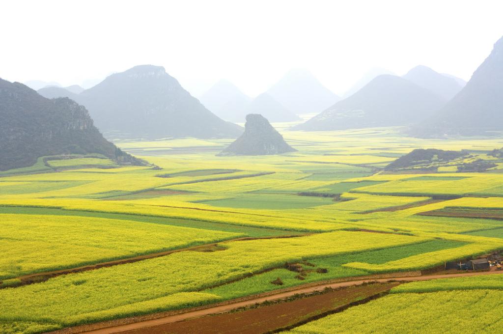 黄灿灿的罗平油菜花