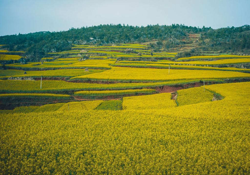 罗平油菜花田风光