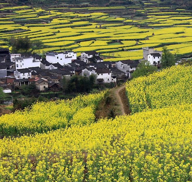 江西婺源油菜花