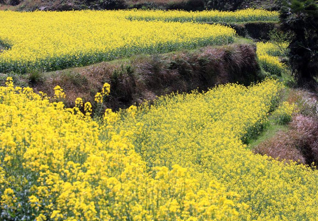 江西婺源油菜花