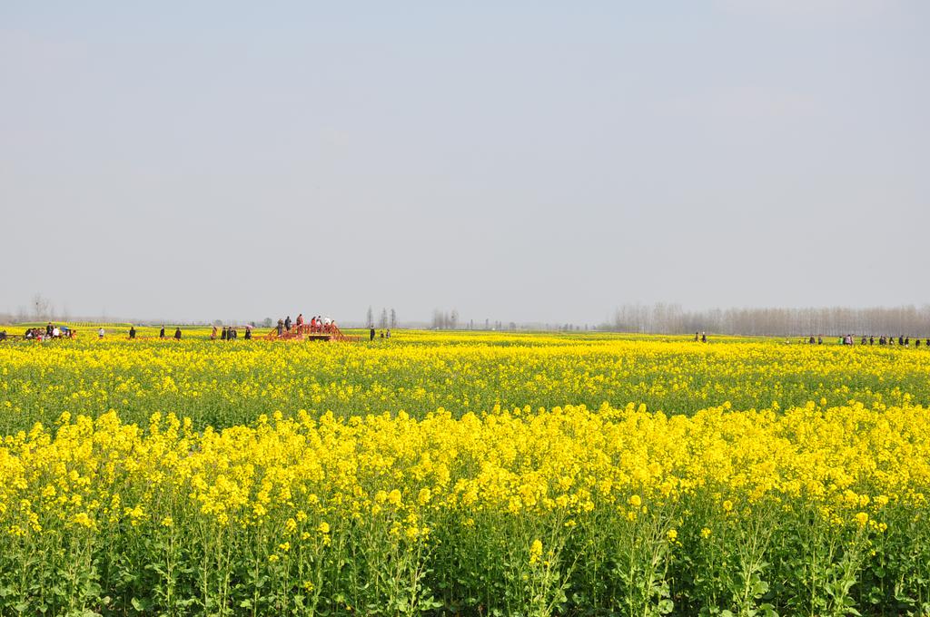 江苏兴化油菜花