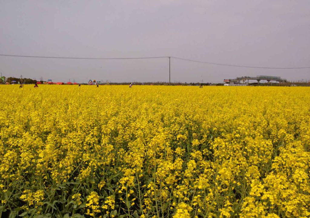 上海奉贤油菜花风光