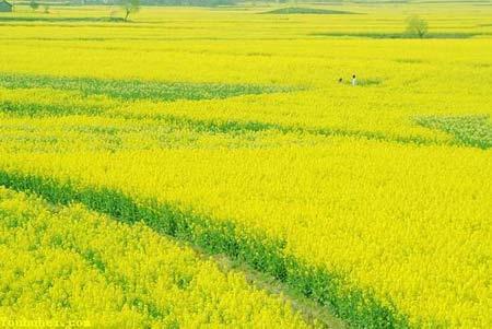 金色荆门油菜花