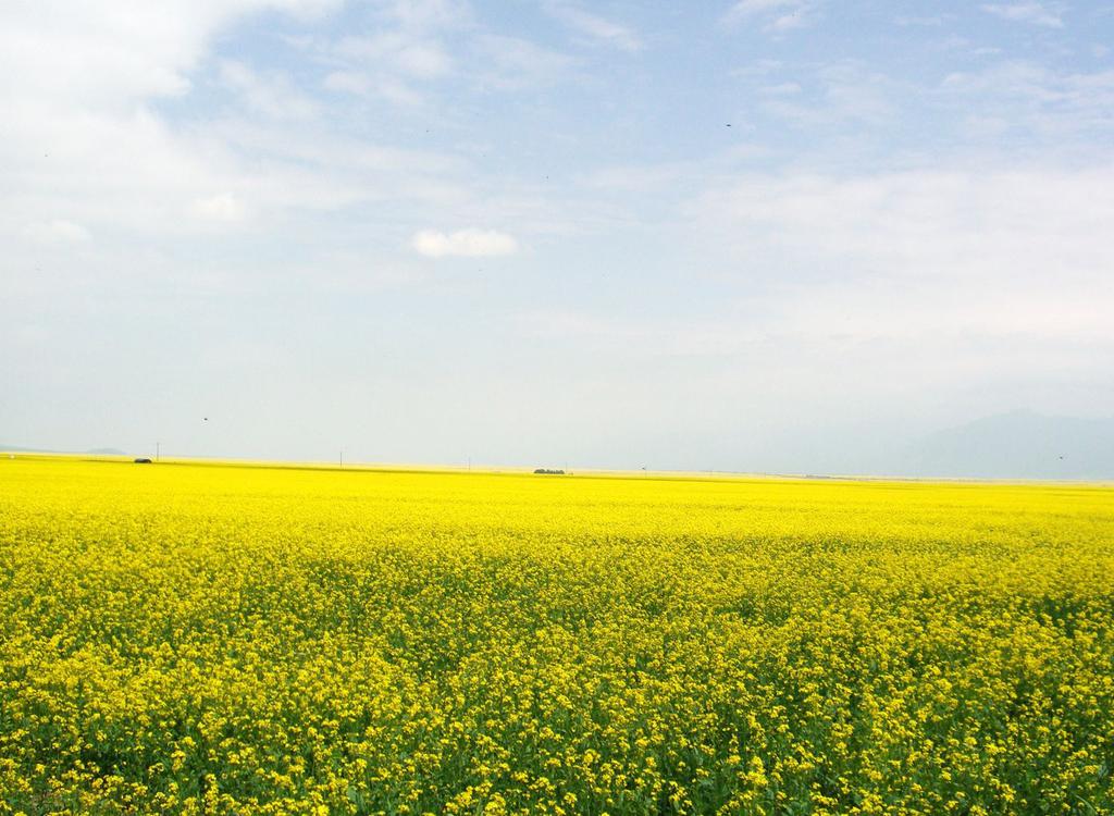 壮美的门源油菜花