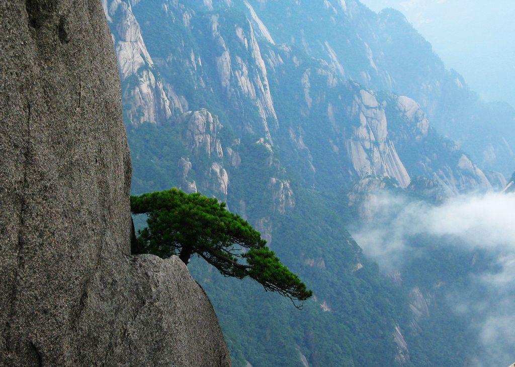 千姿百态黄山奇松