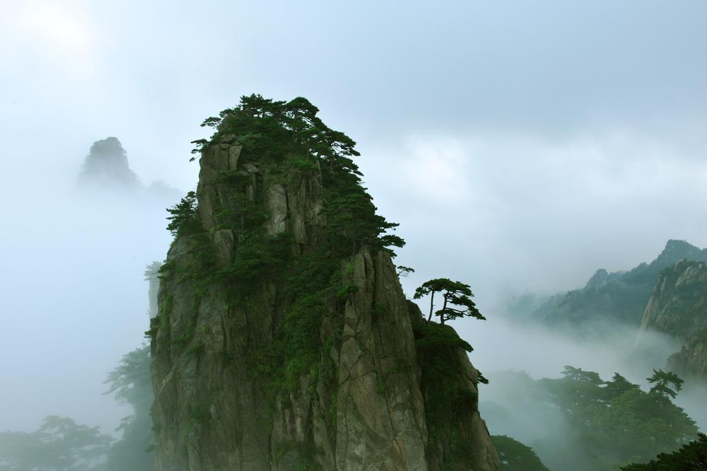 千姿百态黄山奇松