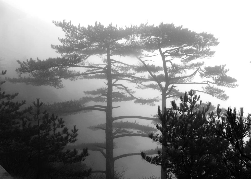 千姿百态黄山奇松