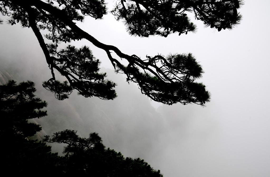 千姿百态黄山奇松