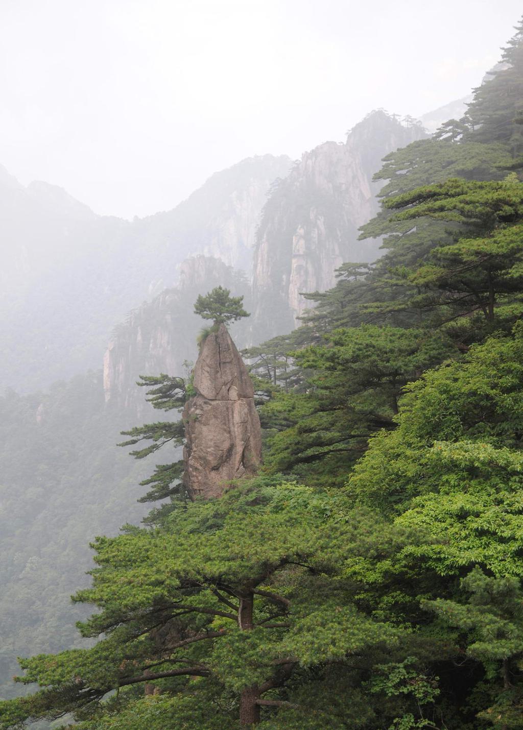 千姿百态黄山奇松