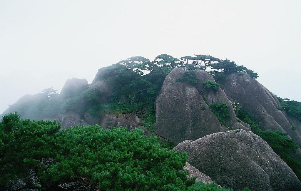 千姿百态黄山奇松
