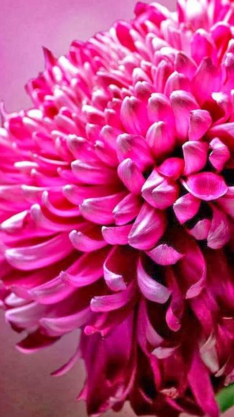 唯美清新菊花特写