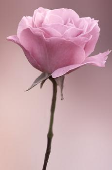 粉色玫瑰-1
