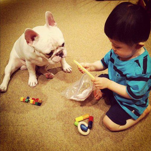 可爱小正太与斗牛犬