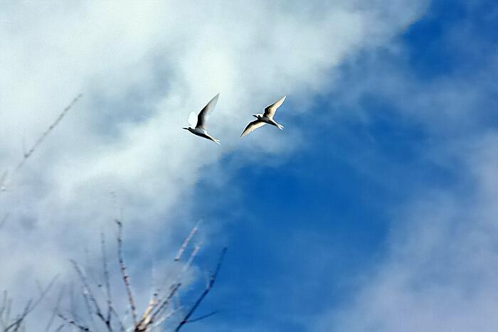 风景秀丽的塞班岛鸟岛