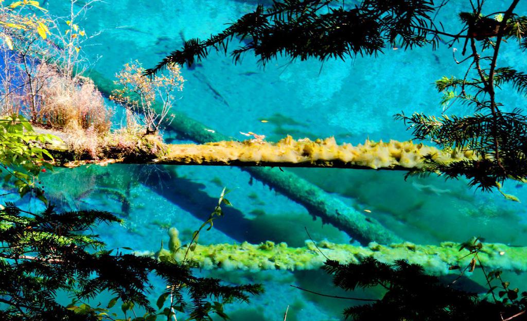 九寨沟的缩影树正群海